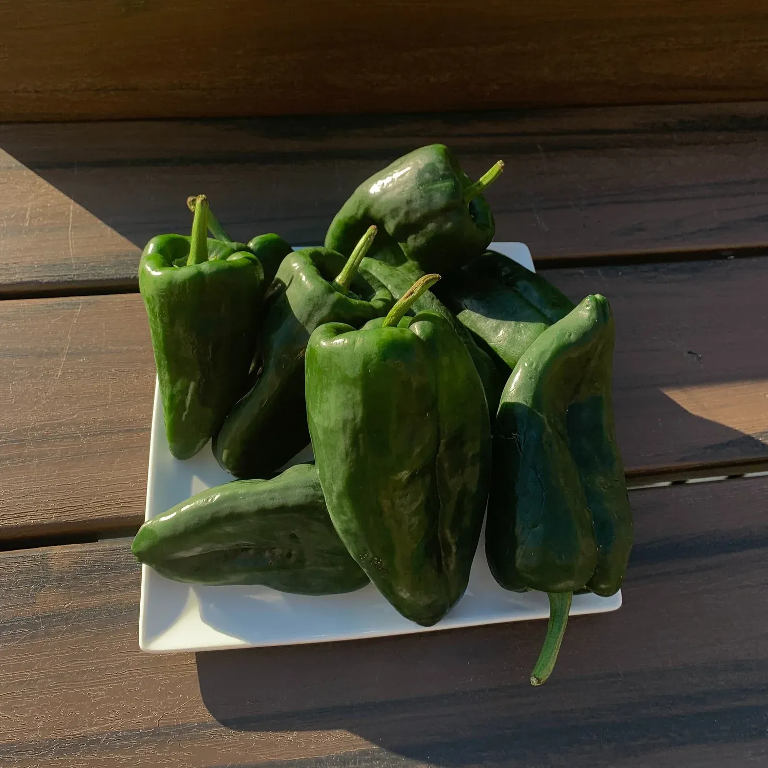 Pile of glossy dark green poblano peppers on a square white plate on a sunlit wooden deck