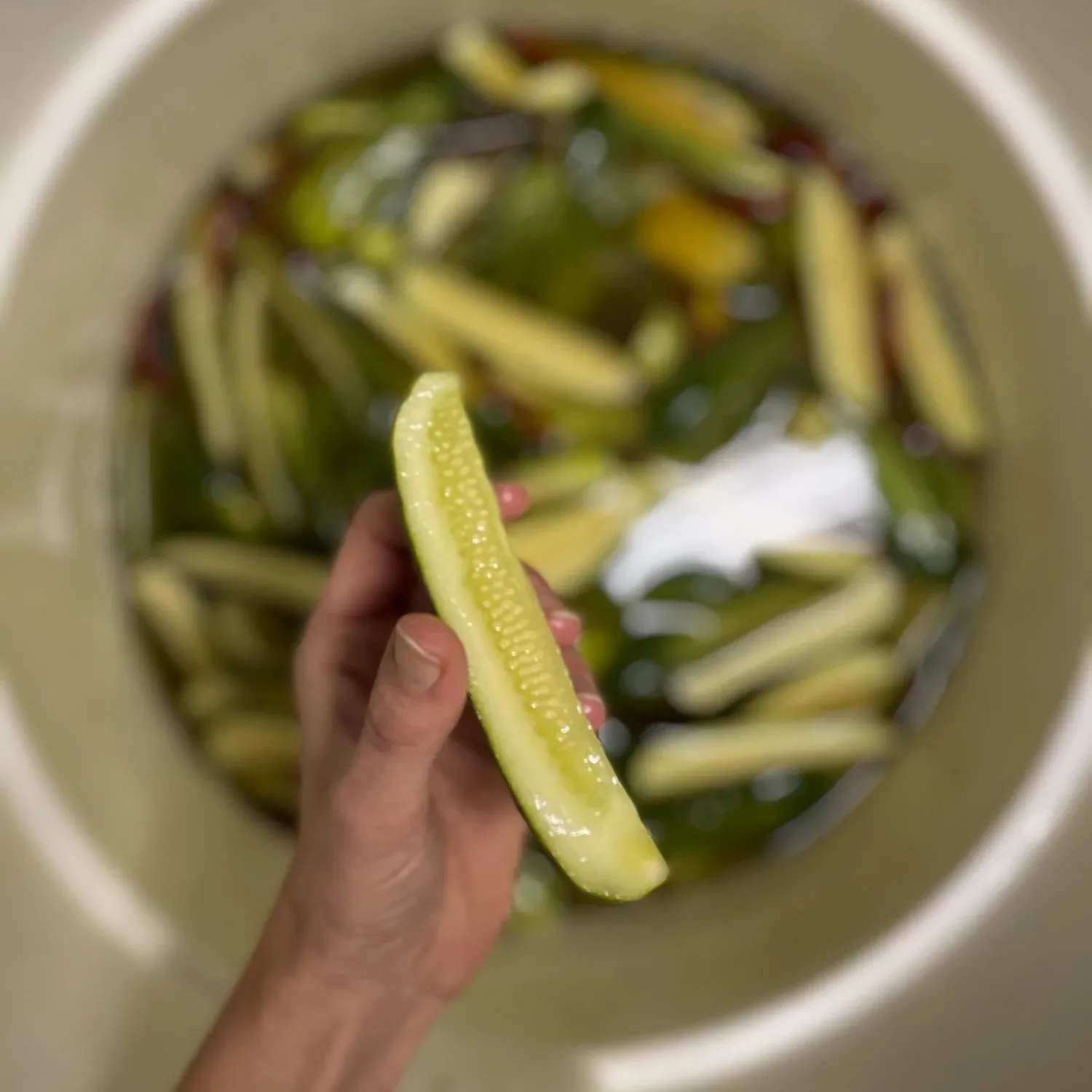 Hand holding up a pickle spear above a bucket of cucumbers brining in cloudy liquid