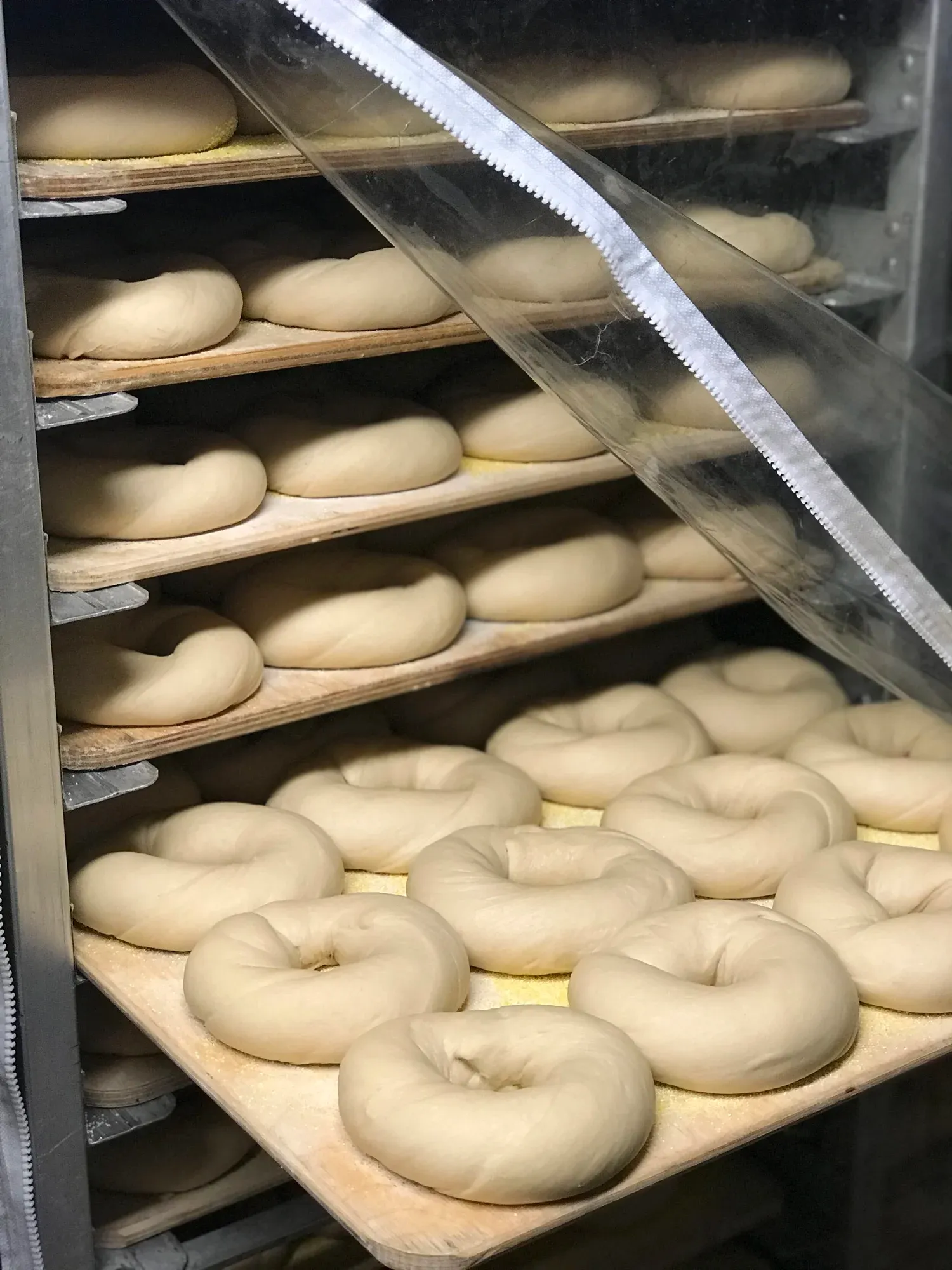 Trays of hand-rolled bagel dough on cornmeal-dusted boards in a bakery rack