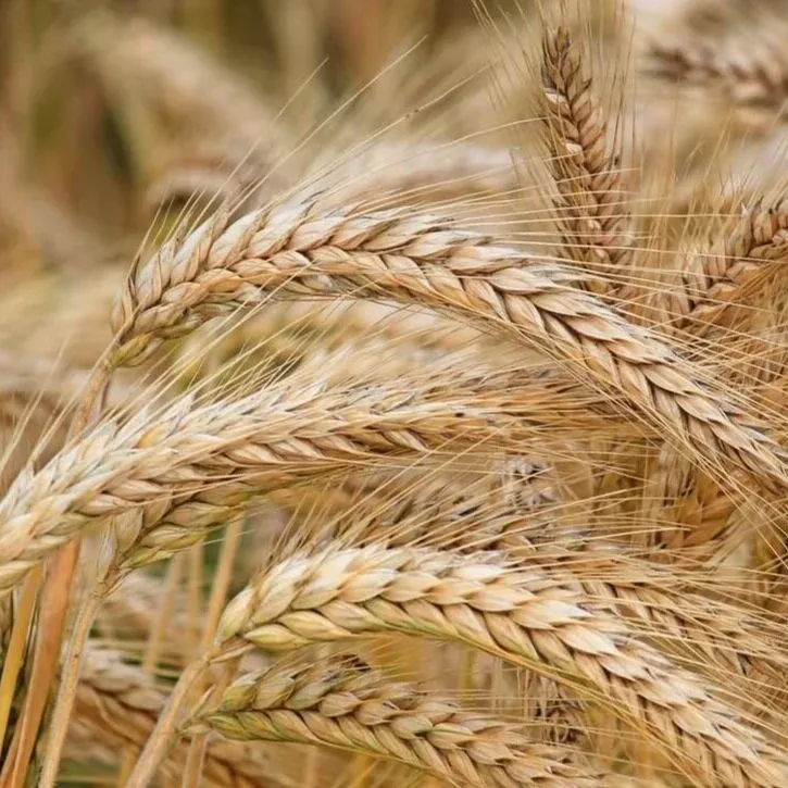 Close-up of golden wheat heads with long awns in a ripening field